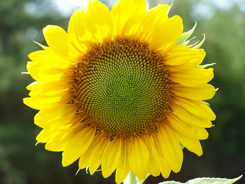 A close-up view of a sunflower.
