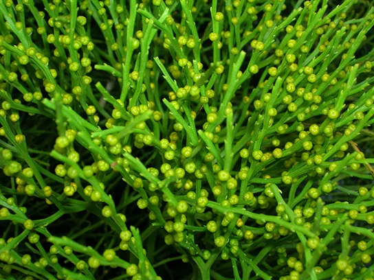 Photo shows a whisk fern with many green stems that have small knobs along their length.