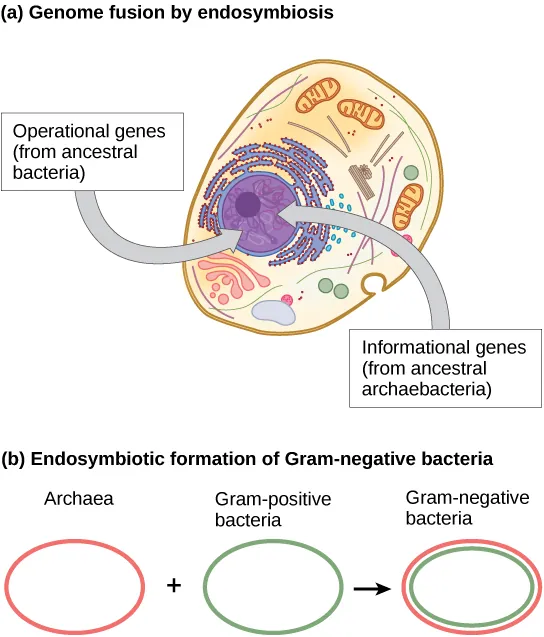 Part A shows a eukaryotic cell. The illustration indicates that, within the nucleus, operational genes were inherited from an ancestral bacteria, and informational genes were inherited from an ancestral Archaebacteria. Part B indicates that the outer membrane of Gram negative bacteria is derived from Archaea, and the inner membrane is derived from Gram positive bacteria.