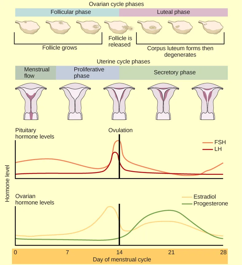 The menstrual cycle encompasses both an ovarian cycle and a uterine cycle. The uterine cycle is divided into menstrual flow, the proliferative phase and the secretory phase. The ovarian cycle is separated into follicular and luteal phases. At day zero the uterine cycle enters the menstrual phase and the ovarian cycle enters the follicular phase. Menstruation begins, and the follicle inside the uterus begins to grow. The level of the pituitary hormone FSH rises slightly, while LH levels remain low. The levels of ovarian hormones estradiol and progesterone remain low. After menses the uterine cycle enters the proliferative phase and the follicle continues to grow. The level of the ovarian hormone estradiol begins to rapidly rise. Toward the end of the proliferative phase, levels of the pituitary hormones FSH and LH rise as well. Around day fourteen, just after the levels of estrogen, progesterone and estradiol reach their peak, ovulation occurs. The follicle ruptures, releasing the oocyte. The ovarian cycle enters the luteal phase. The follicle grows into a corpus luteum and then degenerates. The uterus enters the secretory phase. Progesterone levels increase and estradiol levels, which had dropped after ovulation, increase as well. Toward the end of the secretory phase estrogen and progesterone levels decrease, reaching their baseline levels around day 28. At this point menstruation begins.