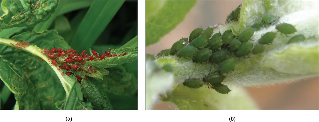 Photo a shows small, oval-shaped red aphids crawling on a leaf. Photo b shows green aphids.
