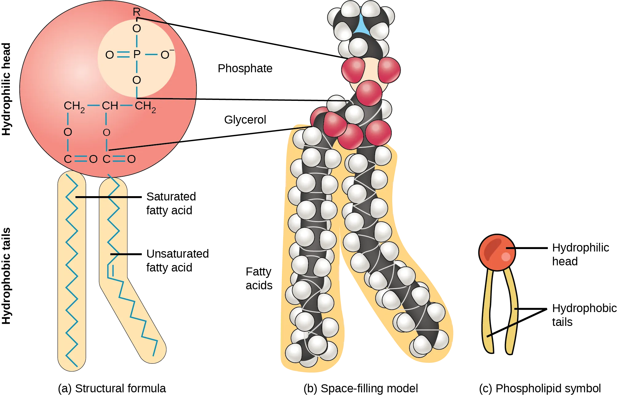 The molecular structure of a phospholipid is shown. It consists of two fatty acids attached to the first and second carbons in glycerol, and a phosphate group attached to the third position. The phosphate group may be further modified by addition of another molecule to one of its oxygens. Two molecules that may modify the phosphate group, choline and serine, are shown. Choline consists of a two-carbon chain with a hydroxy group attached to one end and a nitrogen attached to the other. The nitrogen, in turn, has three methyl groups attached to it and has a charge of plus one. Serine consists of a two-carbon chain with a hydroxyl group attached to one end. An amino group and a carboxyl group are attached to the other end.