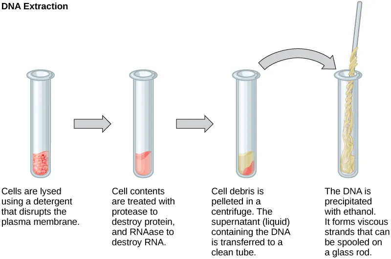 This illustration shows the four main steps of D N A extraction. In the first step, cells in a test tube are lysed using a detergent that disrupts the plasma membrane. In the second step, cell contents are treated with protease to destroy protein, and RNAase to destroy R N A. The resulting slurry is centrifuged to pellet the cell debris. The supernatant, or liquid, containing the D N A is then transferred to a clean test tube. The D N A is precipitated with ethanol. It forms viscous, mucous-like strands that can be spooled on a glass rod