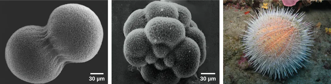 Image A shows two conjoined cells forming a dumbbell shape; the fertilization envelope has been removed so that the mesh-like outer layer can be seen. Image B shows the sea urchin embryo when it has divided into 16 conjoined cells; the overall shape is rounder than in image A. Image C shows a water melon sea urchin which appears as a peach-colored ball covered in white protruding spines.