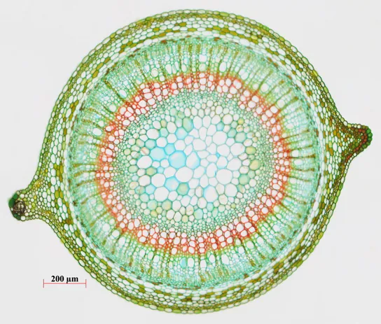 Micrograph shows a stem about 1.2 millimeters across. The central pith layer is about 800 microns across. Pith cells stain greenish-blue and are about 50 to 100 microns in diameter in the middle, and smaller toward the outside. Surrounding the pith is a ring of xylem cells about 75 microns across and four cells deep. Xylem cells, which are about 15 microns across, radiate out from the center in rows. Rows of green-staining phloem cells radiate out from the xylem cells. Phloem cells are about half the size of xylem cells. Outside the phloem is a ring of cells that make up the peripheral cortex. Cells in the peripheral cortex are rounded rectangles that lie perpendicular to the phloem. The outermost epidermis is made up of cells similar in shape to the peripheral cortex cells but a bit larger. On opposite faces of the stem the peripheral cortex bulges outward, forming buds about 150 microns across.