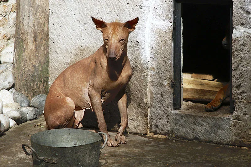 A small dog, with no hair, sits near a bucket outside a house.