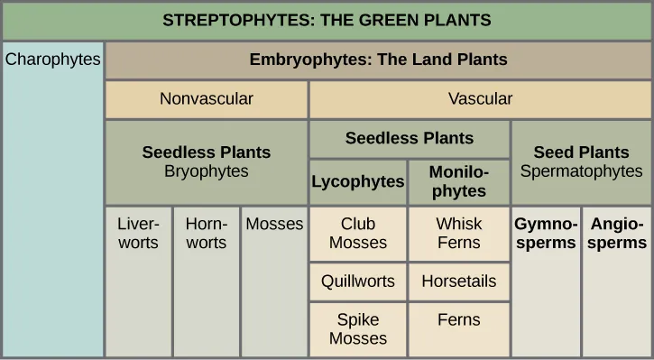 Table shows the division of Streptophytes: the green plants. This group includes Charophytes and Embryophytes. Embryophytes are land plants, which are subdivided into vascular and nonvascular plants. Nonvascular plants are all seedless, and are in the Bryophyte group, which is subdivided into liverworts, hornworts, and mosses. Vascular plants are divided into seedless and seed plants. Seedless plants are subdivided into Lycophytes, which include club mosses, quillworts, and spike mosses, and Pterophytes, which include whisk ferns, horsetails, and ferns. Seed plants are in the Spermatophyte group and consist of gymnosperms and angiosperms.