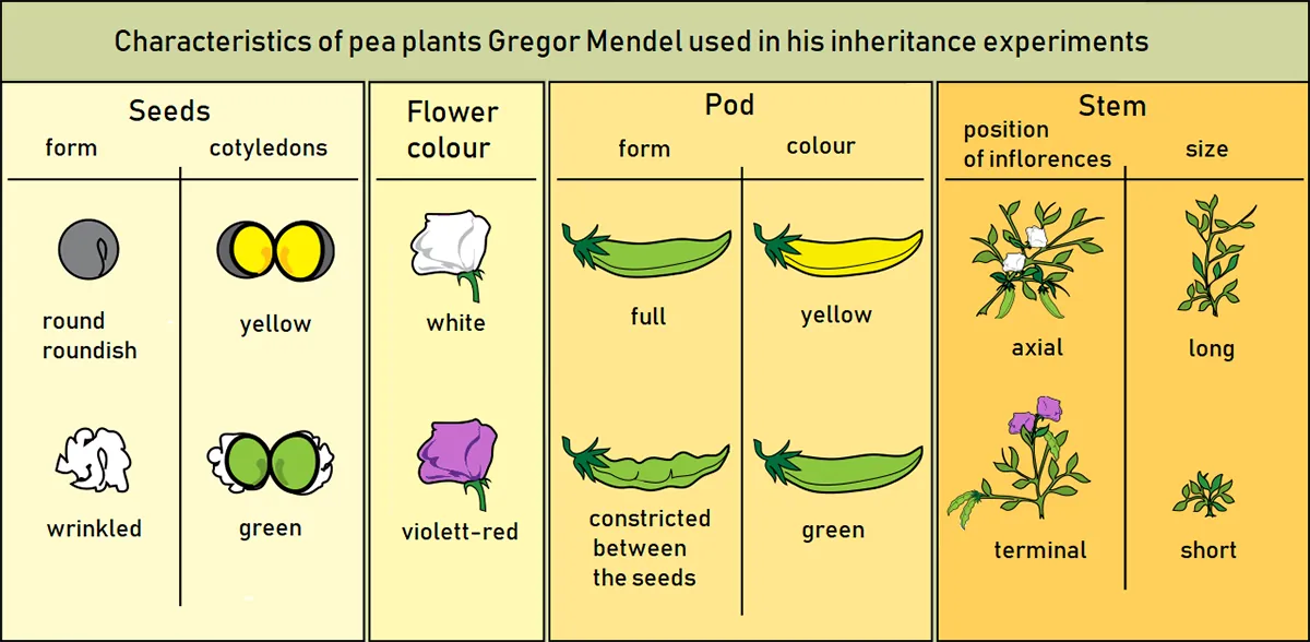 Chart of different traits of pea plants. Under the category “Seeds” appear the characteristics “round or roundish” and “wrinkled”; as well as “yellow” and “green”. Under the category “flower color,” options are “white” or “violet-red”. Pods are described as either “full” or “constricted between the seeds”, as well as either “yellow” or “green.” Stem options are “axial” or “terminal”, “long” or “short.&# 8221;