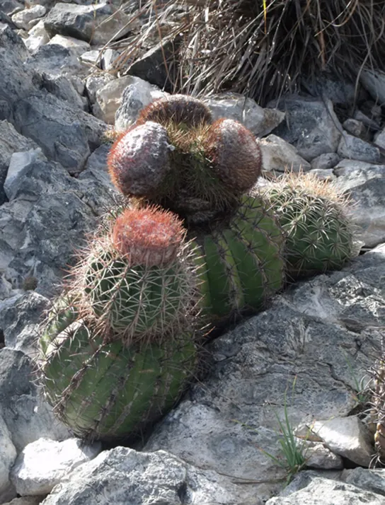 This photo shows a cactus.