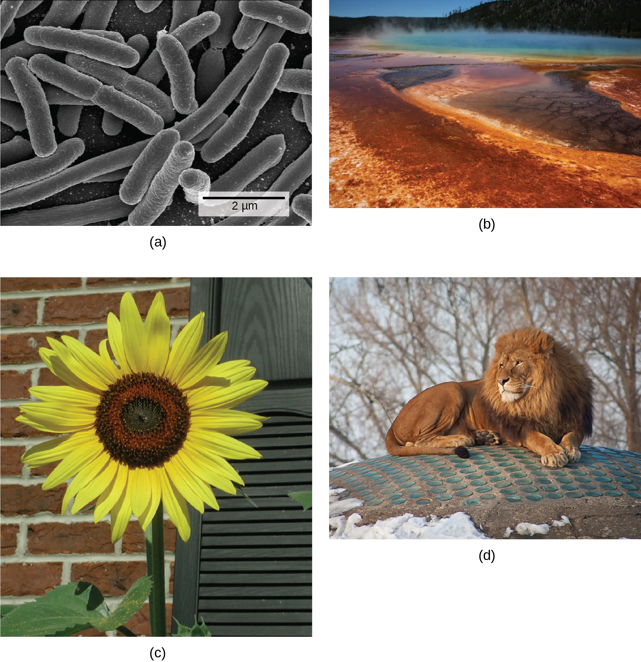 Photo depict: A: bacterial cells. Photo depict: B: a natural hot vent. Photo depict: C: a sunflower. Photo depict: D: a lion.