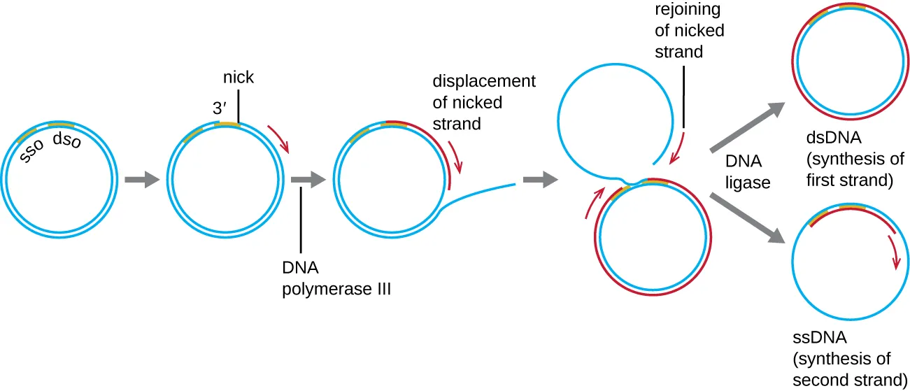 Diagram of DNA replication. A circle of double stranded DNA has a region labeled SSO near a region labeled DSO. A nick forms in DSO and DNA polymerase III begins copying and displacing the nicked strand. This forms a new ring made of an old and a new strand of DNA; the second old strand of DNA is outside of this ring but eventually rejoins the nicked strand. DNA ligase then separates the dsDNA (synthesis of first strand) and the lone ssDNA. The ssDNA then has the second strand synthesized and become a ds DNA as well.