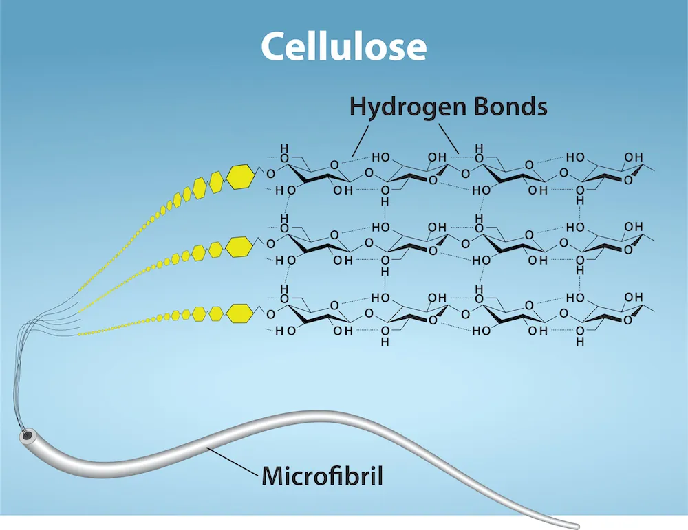 Three different magnifications of cellulose are shown. The microfibril is shown as a string-like tube. Further magnification shows that the microfibril is made up of chains of glucose molecules. Further magnification shows the structure of the glucose and that they are linked by hydrogen bonds.