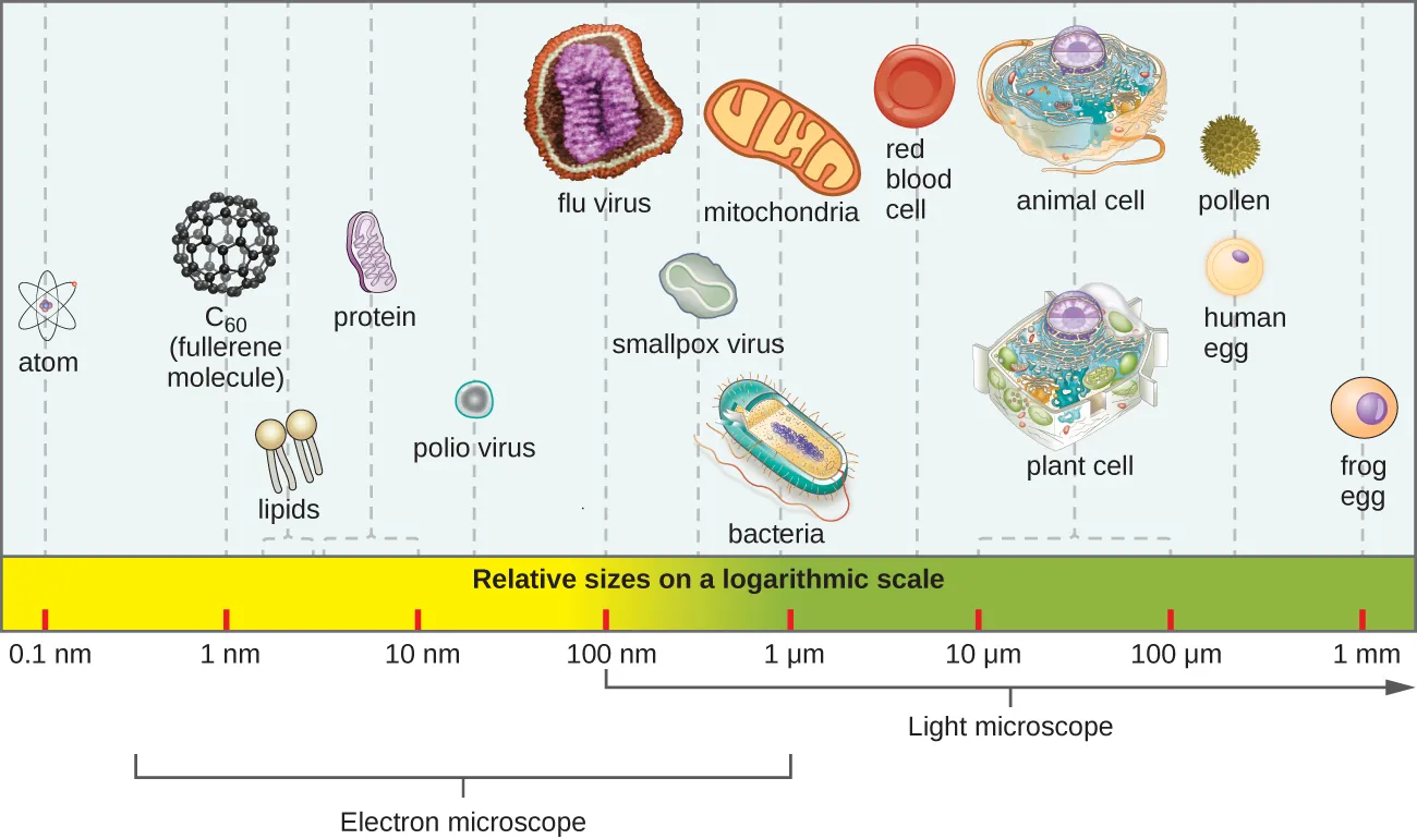1.3 Types of Microorganisms - Microbiology | OpenStax