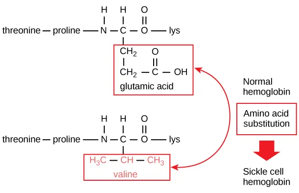 A portion of the hemoglobin amino acid sequence is shown. The normal hemoglobin beta chain has a glutamate at position six. The sickle cell beta chain has a valine at this position.