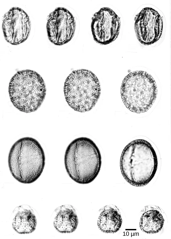 The micrograph shows four different kinds of fossilized pollen. The pollen is oval or round in shape, with a bumpy texture.