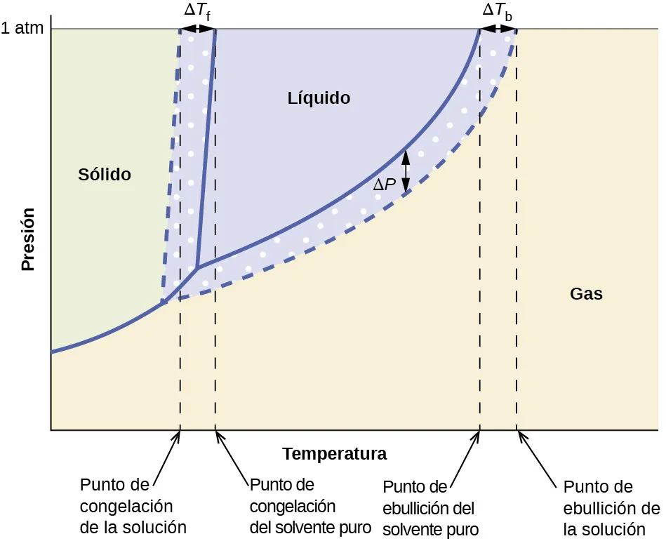 Este diagrama de fases indica la presión en atmósferas del agua y de una solución a distintas temperaturas. El gráfico muestra el punto de congelación del agua y el punto de congelación de la solución, con la diferencia entre estos dos valores identificados como subíndice f delta T. El gráfico muestra el punto de ebullición del agua y el punto de ebullición de la solución, con la diferencia entre estos dos valores identificados como delta T subíndice b. Del mismo modo, la diferencia de presión del agua y de la solución en el punto de ebullición del agua se muestra y se identifica como delta P. Esta diferencia de presión se denomina descenso de la presión de vapor. El nivel más bajo de la curva de presión de vapor de la solución en comparación con la del agua pura muestra la disminución de la presión de vapor en la solución. Los colores del fondo del diagrama indican la presencia de agua y de la solución en estado sólido a la izquierda, en estado líquido en la región central superior, y de gas a la derecha.