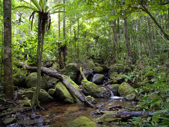 This photo shows a lush green landscape with diverse tropical trees, ferns, and mosses growing next to a small stream.