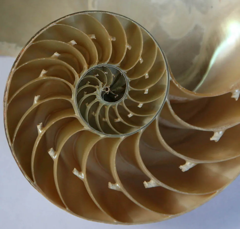 Una foto de una sección transversal de una concha marina que pasa en espiral de cámaras grandes a otras cada vez más pequeñas.