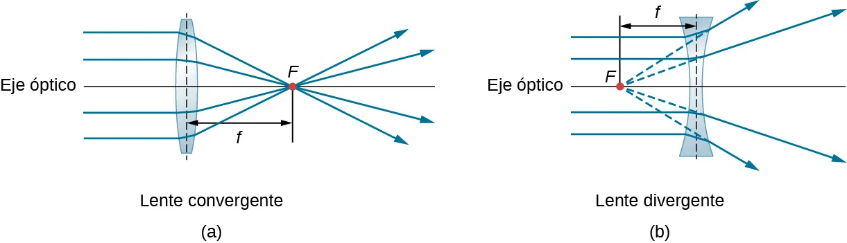 La figura a muestra los rayos paralelos al eje óptico que inciden en una lente biconvexa y convergen en el otro lado en el punto F. La figura b muestra los rayos paralelos al eje óptico que inciden en una lente bicóncava y divergen en el otro lado. Los rayos divergentes se extienden en la parte posterior y parecen originarse en el punto F delante de la lente. En ambas figuras, la distancia desde el centro de la lente hasta el punto F se denomina f.