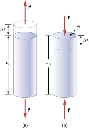 Figure a is a cylindrical rod standing on its end with a height of L sub zero. Two vectors labeled F extend away from each end. A dotted outline indicates that the rod is stretched by a length of delta L. Figure b is a similar rod of identical height L sub zero, but two vectors labeled F exert a force toward the ends of the rod. A dotted line indicates that the rod is compressed by a length of delta L.