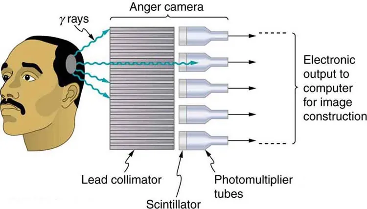 The image shows the head of a man scanned by an Anger camera. The camera consists of a lead collimator and array of detectors. Gamma rays emerging from the man's head pass through the lead collimator and produce light flashes in the scintillators. The photomultiplier tubes convert the light output to electrical signals for computer image generation.