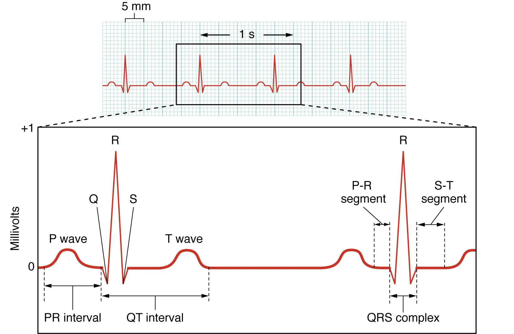 This figure shows a graph of millivolts over time and the heart cycles during an ECG.