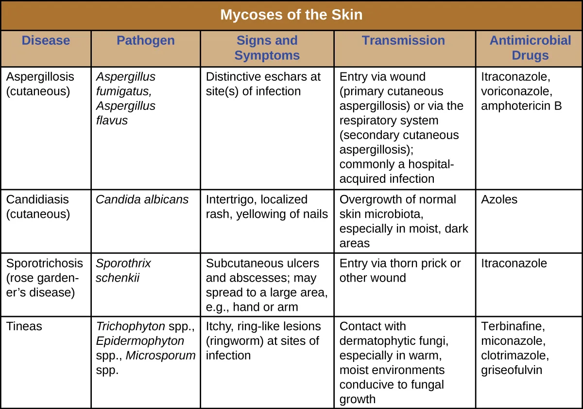 Table titled: Mycoses of the Skin. Columns: Disease, Pathogen, Signs and Symptoms, Transmission, Antimicrobial Drugs. Aspergillosis (cutaneous), Aspergillus fumigatus, Aspergillus flavus, Distinctive eschars at site(s) of infection, Entry via wound (primary cutaneous aspergillosis) or via the respiratory system (secondary cutaneous aspergillosis); commonly a hospital-acquired infection, Itraconazole, voriconazole, amphotericin B. Candidiasis (cutaneous), Candida albicans, Intertrigo, localized rash, yellowing of nails, Opportunistic infections in immunocompromised patients, Azoles. Sporotrichosis (rose gardener’s disease), Sporothrix schenkii, Subcutaneous ulcers and abscesses; may spread to a large area, e.g., hand or arm, Entry via thorn prick or other wound, Itraconazole. Tineas, Trichophyton spp., Epidermophyton spp., Microsporum spp., Itchy, ring-like lesions (ringworm) at sites of infection, Contact with dermatophytic fungi, especially in warm, moist environments conducive to fungal growth, Terbinafine, miconazole, clotrimazole, griseofulvin.