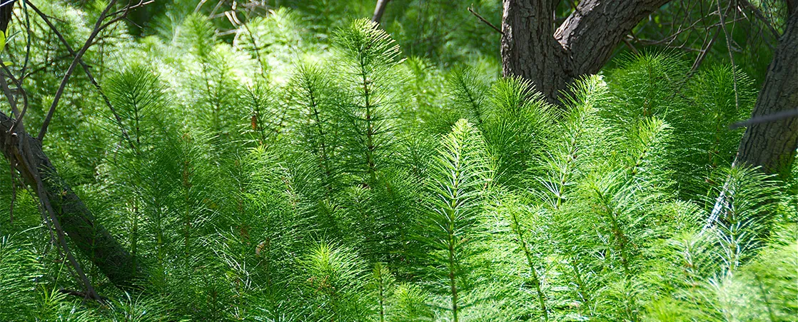 Photo shows a seedless plant growing under a large tree. The seedless plant has a long, slender stalk with thin, filamentous branches radiating out from it. The branches have no leaves.