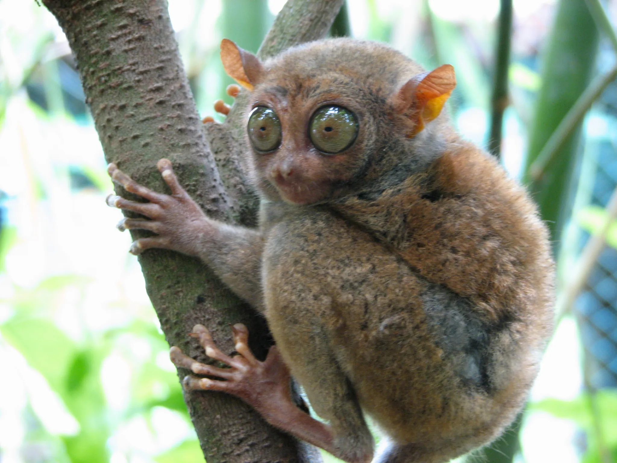 Image depicts a Tarsier in a tree.