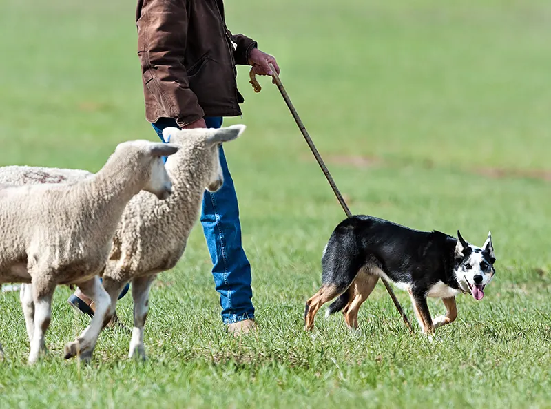 Dog in a field with a person and two sheep.