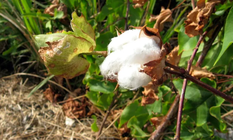 Zdjęcie przedstawia fragment krzewu bawełny z widoczną kępką białych włókien.