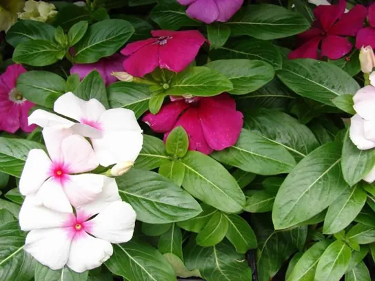  Photo shows white and pink periwinkle flowers. Each flower has five triangular petals, with the narrow end of the petal meeting at the flower’s center. Pairs of waxy oval leaves grow perpendicular to one another on a separate stem.