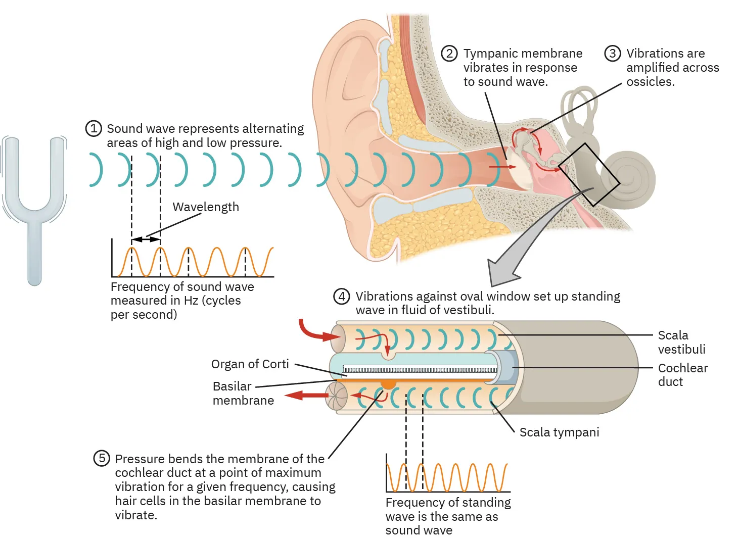 Schematic diagram of the middle and inner ear with various parts labeled.