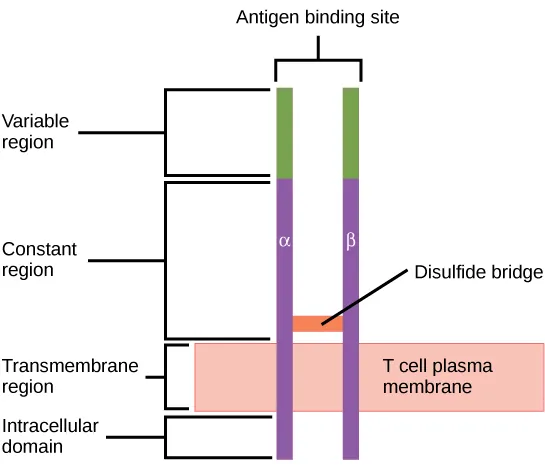 Illustration shows a T cell receptor, which has two column-like subunits that project from the plasma membrane. The subunits, named alpha and beta, are connected by a disulfide bridge. The upper third of the extracellular portion of each column is called the variable region, and the lower two-thirds is called the constant region. The region that spans the membrane is called the transmembrane region. Beneath the transmembrane region is a short, intracellular region.