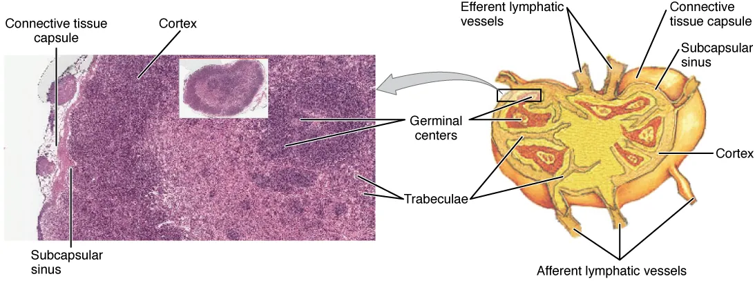 The left panel of this figure shows a micrograph of the cross section of a lymph node. The right panel shows the structure of a lymph node.
