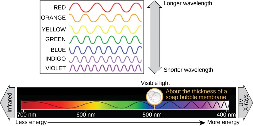 The illustration shows the colors of visible light. In order of decreasing wavelength, from 700 nanometers to 400 nanometers, these are red, orange, yellow, green, blue, indigo, and violet. 500 nanometers is about the thickness of a soap bubble membrane. Infrared has longer wavelengths than red light, and uv and X-rays have shorter wavelengths than violet light.