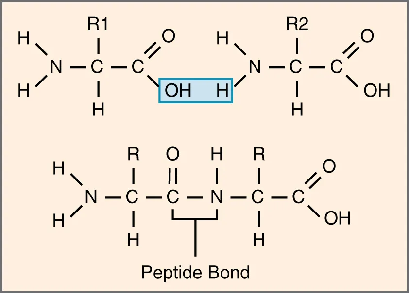 This figure shows the formation of a peptide bond, highlighted in blue.