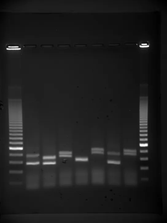 Photo shows an agarose gel illuminated under UV light. The gel contains nine lanes from left to right. Each lane was loaded with a sample containing DNA fragments of differing size that separated as they travelled through the gel from top to bottom. The DNA appears as thin, white bands on a black background. Lanes one and nine contain many bands from a DNA standard. These bands are closely spaced toward the top, and spaced farther apart further down the gel. Lanes two through eight contain one or two bands each. Some of these bands are identical in size and run the same distance into the gel. Others run a slightly different distance, indicating a small difference in size.