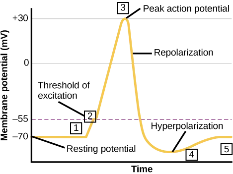 Graph plots membrane potential in millivolts versus time. The membrane remains at the resting potential of negative 70 millivolts until a nerve impulse occurs in step 1. Some sodium channels open, and the potential begins to rapidly climb past the threshold of excitation of negative 55 millivolts, at which point all the sodium channels open. At the peak action potential, the potential begins to rapidly drop as potassium channels open and sodium channels close. As a result, the membrane repolarizes past the resting membrane potential and becomes hyperpolarized. The membrane potential then gradually returns to normal.