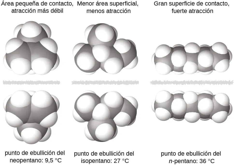 Se muestran tres imágenes de moléculas. La primera muestra un grupo de grandes esferas grises unidas entre sí y a varias esferas blancas más pequeñas. Hay una línea gris y dentada y luego se muestra la imagen especular del primer grupo de esferas. Encima de estos dos racimos está la marca "Área de contacto pequeña, atracción más débil" y debajo la marca "Punto de ebullición del neopentano: 9,5 grados C". La segunda muestra una cadena de tres esferas grises unidas por la esfera del medio a una cuarta esfera gris. Cada esfera gris está unida a varias esferas blancas más pequeñas. Hay una línea gris irregular y luego aparece la imagen especular de la primera cadena. Encima de estas dos cadenas está la marca "Menos área superficial, menos atracción" y debajo la marca "Punto de ebullición del isopentano: 27 grados C". La tercera imagen muestra una cadena de cinco esferas grises unidas entre sí y a varias esferas blancas más pequeñas. Hay una línea gris irregular y luego aparece la imagen especular de la primera cadena. Encima de estas cadenas está la marca "Gran área de contacto, fuerte atracción" y debajo la marca "Punto de ebullición del n-pentano 36 grados C".