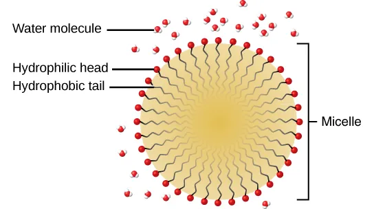 An illustration shows a circular arrangement of hydrocarbons with the hydrophilic head at the outer circumference, and the hydrophobic tails all pointing toward the centre of the circle. This arrangement allows the micelle to remain in suspension in an aqueous medium. A few water molecules are shown surrounding the micelle, unable to pass through the membrane.