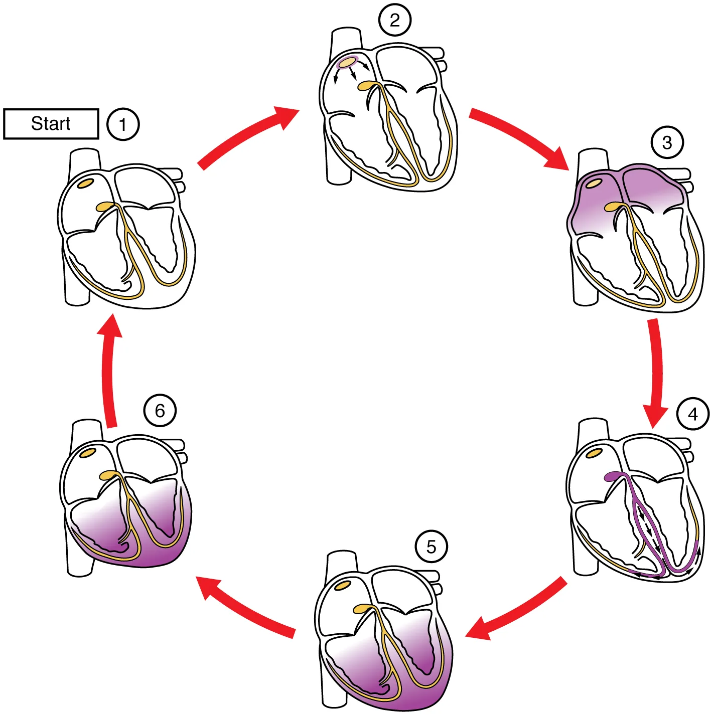 This image shows the different stages in the conduction cycle of the heart.