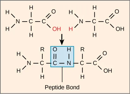The formation of a peptide bond between two amino acids is shown. When the peptide bond forms, the carbon from the carbonyl group becomes attached to the nitrogen from the amino group. The OH from the carboxyl group and an H from the amino group form a molecule of water.