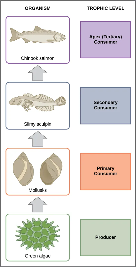  In this illustration, the bottom trophic level is green algae, which is the primary producer. The primary consumers are mollusks, or snails. The secondary consumers are small fish called slimy sculpin. The tertiary and apex consumer is Chinook salmon.