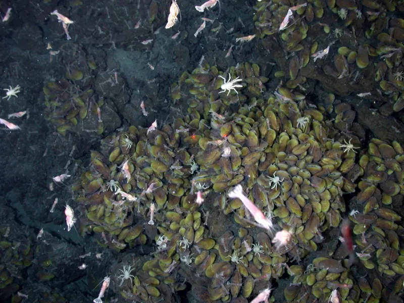 Photo shows shrimp, lobster, and white crabs crawling on a rocky ocean floor littered with mussels.