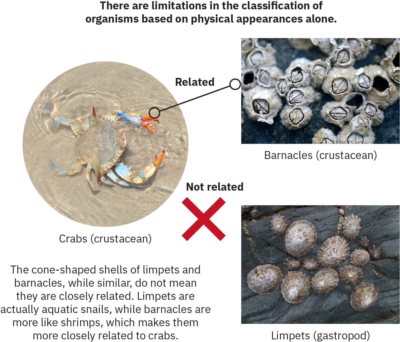 Infographic with three main sections: barnacles, crabs, and limpets. The barnacles, identified as crustaceans, and the limpets, identified as gastropods, have similar forms - both a small round cluster of creatures with hard shells. The crab. also identified as a crustacean, has distinct legs and large pincers. A line between the crab and the barnacles is labelled “related.” An X appears between the limpets and crab, with the words “not related.” Text on the graphic reads “The cone-shaped shells of limpets and barnacles, while similar, do not mean they are closely related. Limpets are actually aquatic snails while barnacles are more like shrimps, which makes them more closely related to crabs. ”