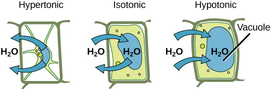 The left part of this image shows a plant cell bathed in a hypertonic solution so that the plasma membrane has pulled away completely from the cell wall, and the central vacuole has shrunk. The middle part shows a plant cell bathed in an isotonic solution; the plasma membrane has pulled away from the cell wall a bit, and the central vacuole has shrunk. The right part shows a plant cell in a hypotonic solution. The central vacuole is large, and the plasma membrane is pressed against the cell wall.