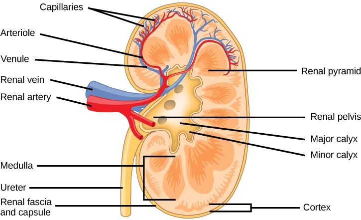The kidney is shaped like a kidney bean standing on end. Two layers, the outer renal fascia and an inner capsule, cover the outside of the kidney. The inside of the kidney consists of three layers: the outer cortex, the middle medulla and the inner renal pelvis. The renal pelvis is flush with the concave side of the kidney, and empties into the ureter, a tube that runs down outside the concave side of the kidney. Nine renal pyramids are embedded in the medulla, which is the thickest kidney layer. Each renal pyramid is teardrop-shaped, with the narrow end facing the renal pelvis. The renal artery and renal vein enter the concave part of the kidney, just above the ureter. The renal artery and renal vein branch into arterioles and venuoles, respectively, which extend into the kidney and branch into capillaries in the cortex.