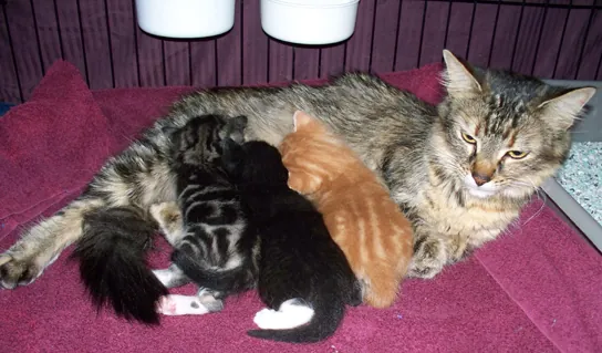 A photograph depicts a mother cat nursing three kittens: one has an orange and white tabby coat, another is black with a white foot, while the third has a black and white tabby coat.