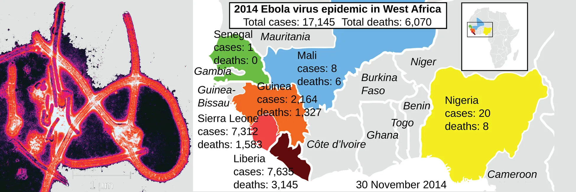The electron micrograph shows linear viruses wrapped into a delta-shaped structure. The map shows 2014 Ebola epidemics in West Africa. There were 17,124 total cases and 6.070 total deaths. Senegal had 1 case and no deaths. Mali had 8 cases and 6 deaths. Guinea had 2, 164 cases and 11,326 deaths, Sierra Leone had 7,312 cases and 1,583 deaths, Liberia had 7,635 cases and 3,145 deaths. Nigeria had 20 cases and 8 deaths.